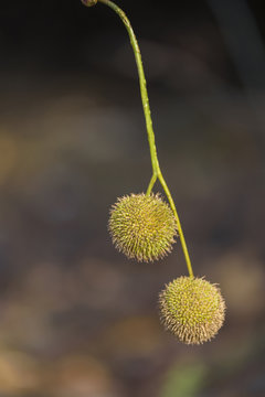 platanus tree seeds