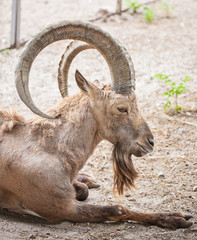 A frontal portrait of a goat