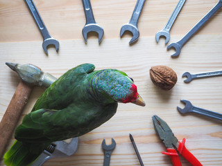 Un grand perroquet vert Amazon choisit l& 39 outil pour ouvrir la noix pour le déjeuner.