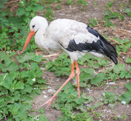 The stork stands on one leg in the zoo.