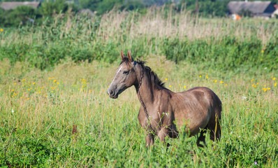 Obraz na płótnie Canvas The horse is grazed on a meadow.