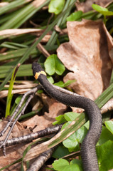 Crawling grass snake (Natrix natrix) also known as water snake