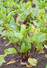 green beetroot plans on a path in the vegetable garden
