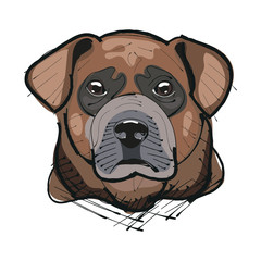 Labrador retriever head vector