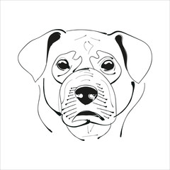 Labrador retriever head vector