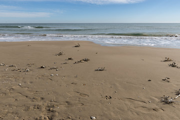 beach with remains of dried plants
