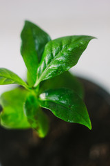 Coffee arabica sprout in a ceramic flowerpot.