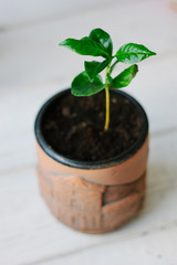 Coffee arabica sprout in a ceramic flowerpot.