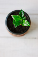 Coffee arabica sprout in a ceramic flowerpot.