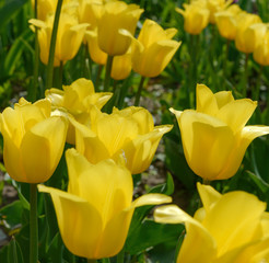 Naklejka premium Group of bright yellow tulip flowers on garden flower bed.