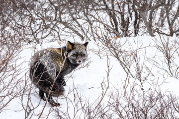 Red fox, in silver morph, burying it’s kill in the snow and willow bushes of Hudson Bay, Manitoba, Canada
