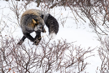 Red fox, in silver morph, burying it’s kill in the snow and willow bushes of Hudson Bay,...