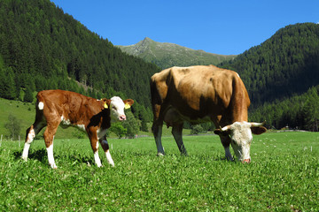 Fototapeta na wymiar Almvieh, Kühe auf der Weide