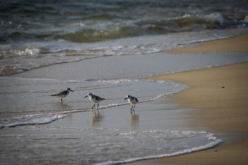 Sanderling wild birds on a sand beach at the water's edge 