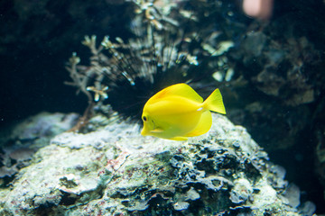 Naklejka na ściany i meble Der kleine gelbe Fisch