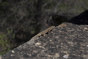 REPTIL