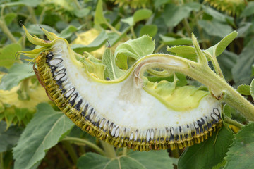 Capitule de tournesol