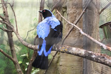oiseau bleu lumineux et noir