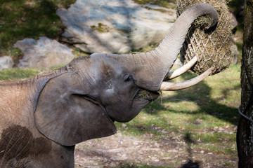 Obraz premium Elefant beim Mittagsmal