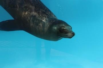 Otarie dans son aquarium