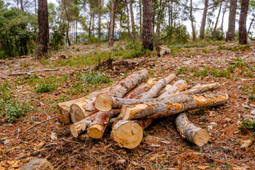 Troncs d'arbres abbatus dans la forêt.