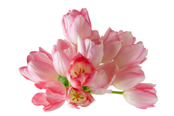 Pink Tulips isolated on a white background. Spring Flower Festival. Concept for cards, invitations, packets, posters. International Women’s Day 8 March. Mother’s Day. 