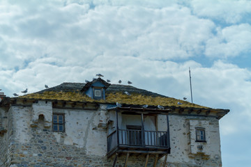 Seagulls on tower