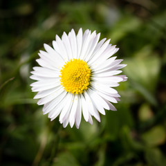 Fototapeta premium Gänseblümchen
