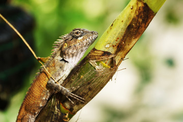 Brown lizard with crest on its back is sitting on green plant stem taking sun bath. Wildlife in tropical rainforest, selective focus on eye (blurred background)