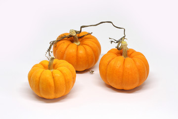 halloween pumpkins jack be little gourds white background 1