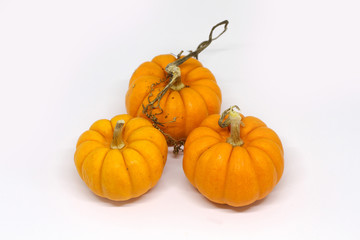 halloween pumpkins jack be little gourds white background 3