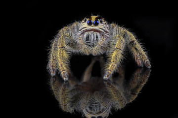 Close up of jumping spider against black background