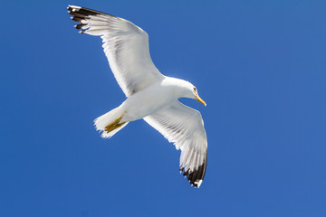 Obraz premium Seagull flying in clear sky