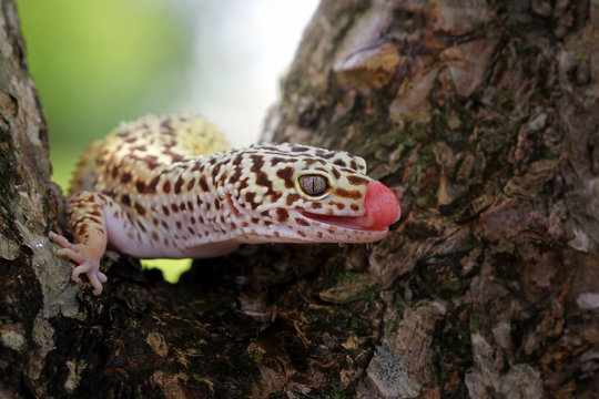 Leopard gecko licking its lips, Indonesia