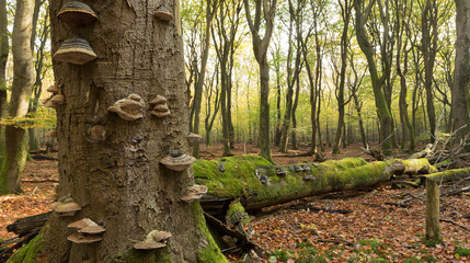 View of fallen tree in forest