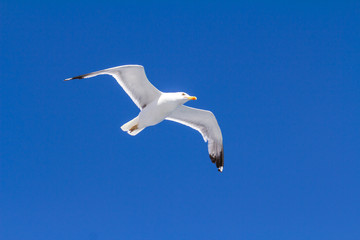 Seagull flying in clear sky