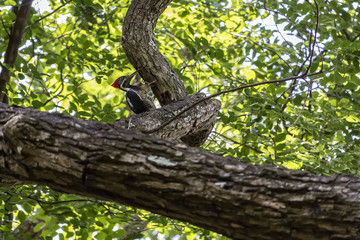 Bird Campephilus robustus on the branch - South america bird Campephilus robustus