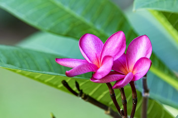 Pink Jasmine flower - Jasminum x stephanense
