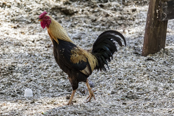 Rooster walking in the countryside