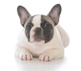 Fototapeta premium female french bulldog puppy