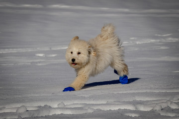 An extremely cute baby golden doodle running around on snow. Wearing blue balloons to protect the feet against the cold snow. 