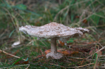 Fototapeta premium Shaggy parasol (Chlorophyllum rhacodes)