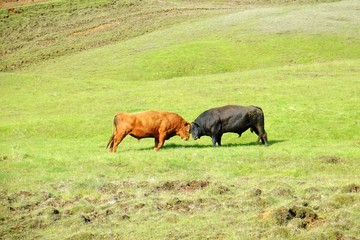 Iceland, Bull, Fight, 