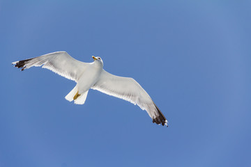 Seagull flying on blue sky
