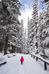 Child in pink coat walking in the snow among pine trees in winter