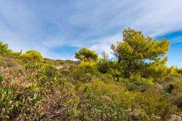 Obraz premium Beautiful view of coast with grass and tree under blue sky on Zakynthos island Greece.