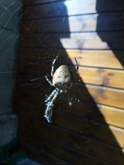 spider