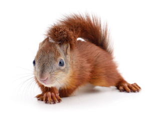 Eurasian red squirrel.