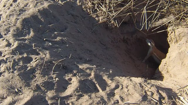 Cape ground squirrels (Xerus inauris) at burrow entrance. 