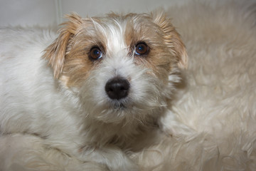 Nahaufnahme vom kopf eines Hundes - Jack russell